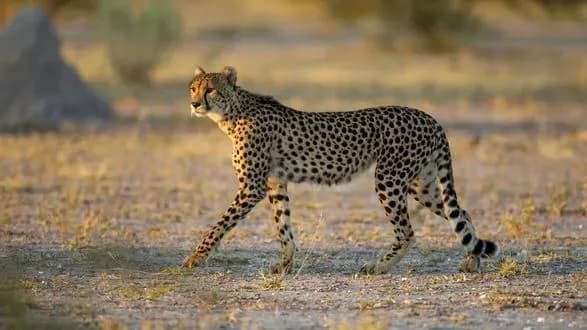 indiya-otrimaye-ponad-100-gepardiv-iz-pivdennoyi-afriki