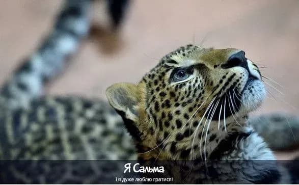 ukrayinskiy-leopard-yakiy-perezhiv-okupatsiyu-ochikuye-na-svoyikh-nimetskikh-pobratimiv