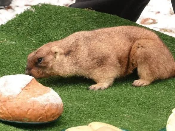 babak-timko-iii-dav-prognoz-koli-nastane-vesna-tsogo-roku