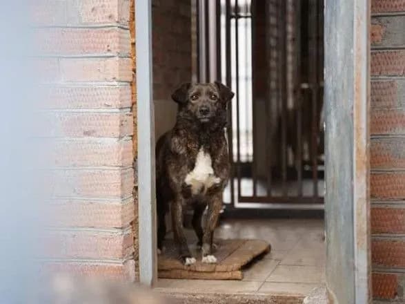 stres-u-tvarin-pid-chas-viyni-yak-uniknuti-ta-chim-dopomogti-rozpoviv-ekspert