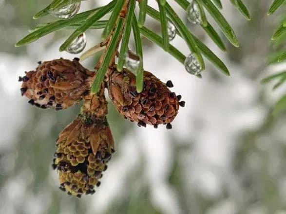 vcheni-zi-shveytsariyi-viyavili-noviy-tip-gribka