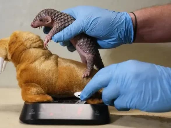 u-zooparku-parizhu-narodilosya-pershe-u-yevropi-ditincha-pangolina