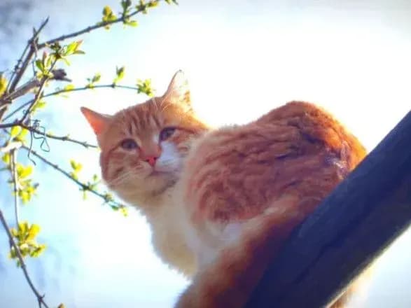 zavtra-v-ukrayini-ochikuyetsya-tepla-ta-sukha-pogoda-podekudi-progriyetsya-do-16-gradusiv