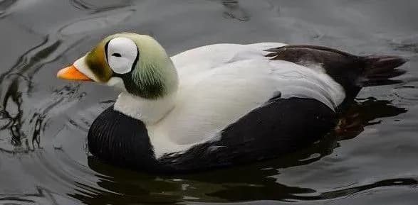 domashni-sobaki-stanovlyat-zagrozu-dlya-ptakhiv-scho-gnizdyatsya-v-pivdennomu-uolni