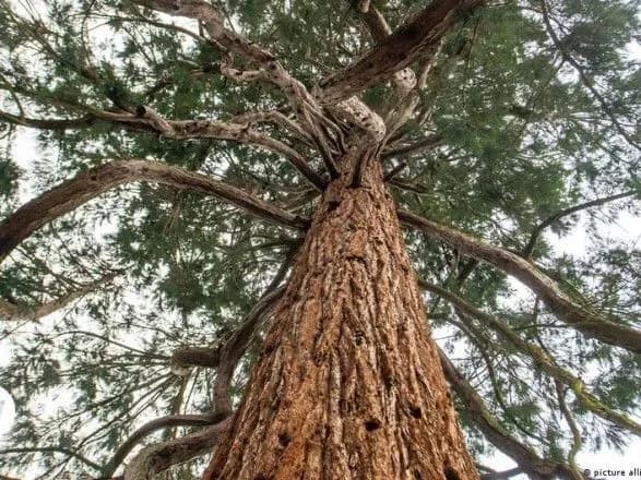 zmina-klimatu-cherez-poteplinnya-na-planeti-dereva-mozhut-shvidshe-virostati