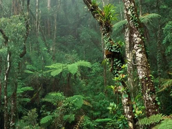nezvazhayuchi-na-obitsyanki-luli-virubka-tropichnikh-lisiv-u-braziliyi-vse-sche-trivaye