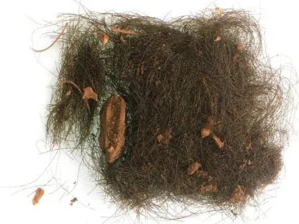 galyutsinogenni-narkotiki-v-yevropi-vzhivali-sche-3000-rokiv-tomu-doslidzhennya