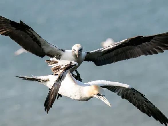 vcheni-prognozuyut-zrostannya-zakhvoryuvanosti-na-ptashiniy-grip