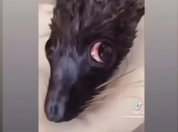 rukh-uanimals-zvernuvsya-do-politsiyi-cherez-znuschannya-z-morskikh-kotikiv-v-odesi