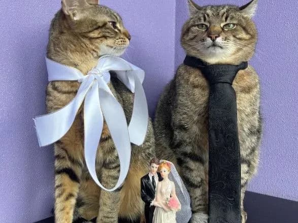 kit-stepan-zrobiv-propozitsiyu-lapki-ta-sertsya-svoyiy-kokhaniy-stefaniyi