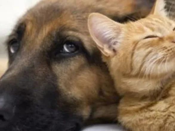 yak-u-zastosunku-ukrzaliznitsi-pridbati-perevizniy-dokument-na-tvarin-instruktsiya