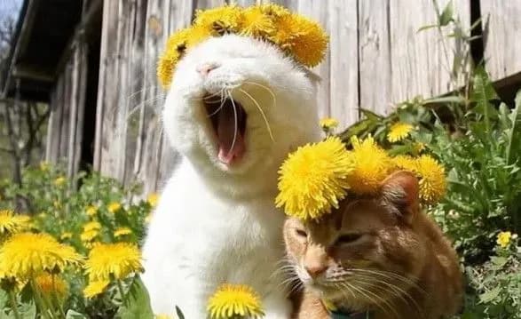 neveliki-doschi-i-do-23-tepla-sinoptiki-dali-prognoz-na-pershi-dni-travnya