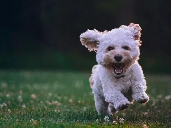 veterinar-dav-poradi-yak-zakhistiti-domashnikh-ulyublentsiv-v-sezon-klischiv