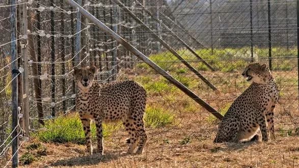 troye-ditinchat-geparda-pomerli-v-indiyi-cherez-visnazhlivu-speku