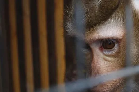 zoopark-u-noviy-kakhovtsi-povnistyu-zatopleno-vryatuvatisya-mogli-lishe-lebedi-ta-kachki