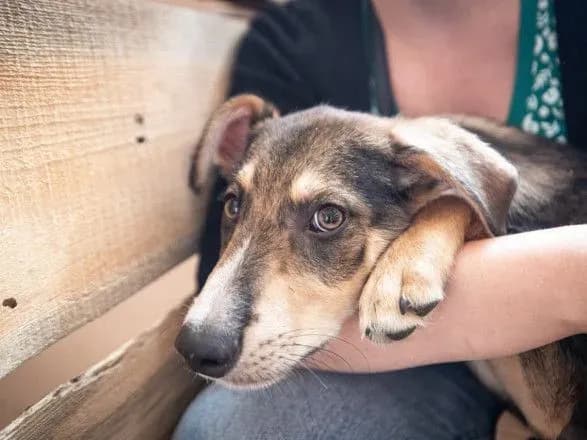 u-kiyevi-zapratsyuvav-servis-yekutochok-dlya-timchasovogo-pritulku-tvarin