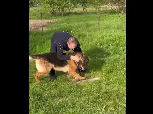 pislya-oboroni-azovstali-ta-dovgikh-misyatsiv-polonu-schemke-video-zustrichi-prikordonnika-zi-svoyim-virnim-psom