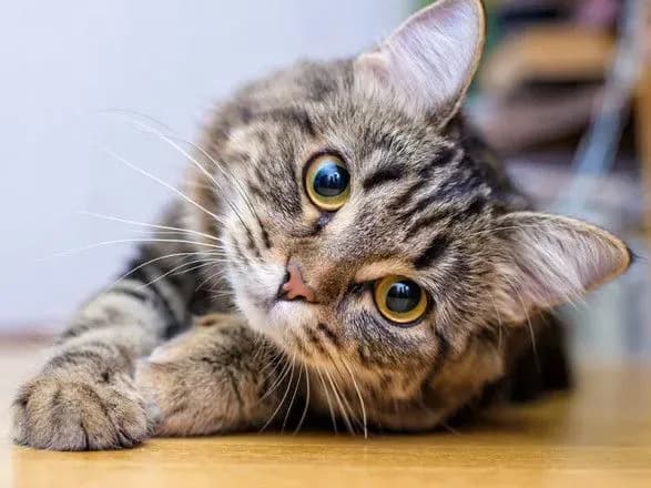 za-kordon-z-domashnim-ulyublentsem-scho-treba-znati