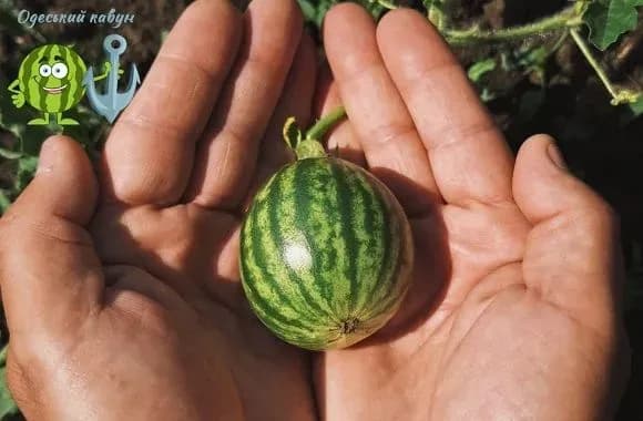 pidrostaye-malecha-na-odeschini-pid-kavuni-vidveli-dvi-z-polovinoyu-tisyachi-gektariv-zemli