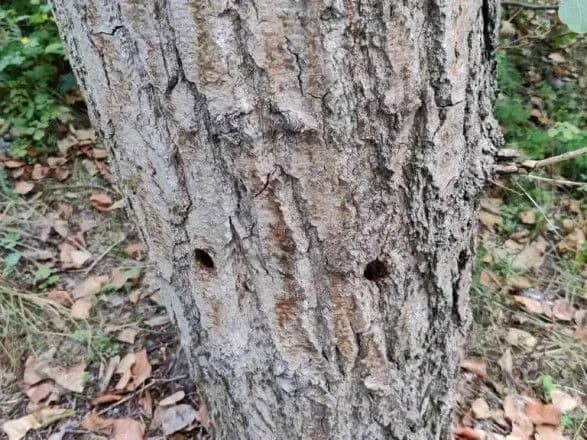 u-kiyevi-nevidomi-poshkodili-ponad-100-derev-vzdovzh-prospektu-shukhevicha