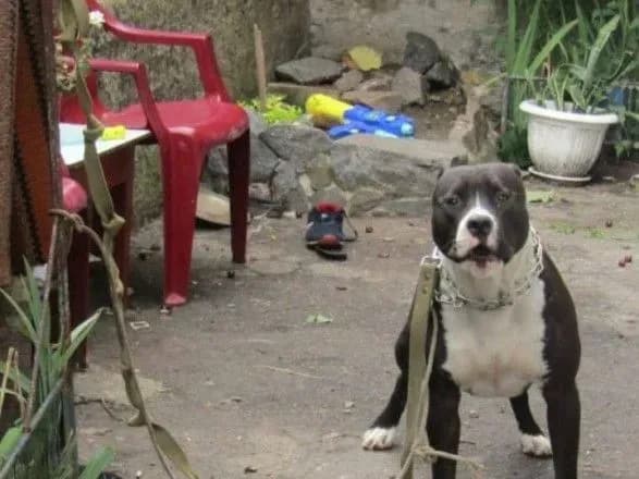 na-kiyivschini-pes-napav-na-khlopchika-ditinu-gospitalizuvali-vidkrito-provadzhennya