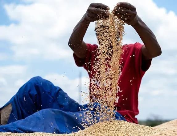 viyna-v-ukrayini-posilila-prodovolchu-krizu-afriki-na-nastupni-dva-roki-britanska-rozvidka