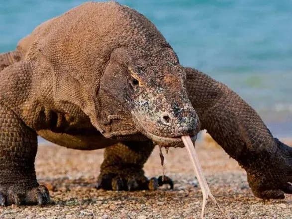 14-serpnya-vsesvitniy-den-yaschirki-den-narodzhennya-telegram