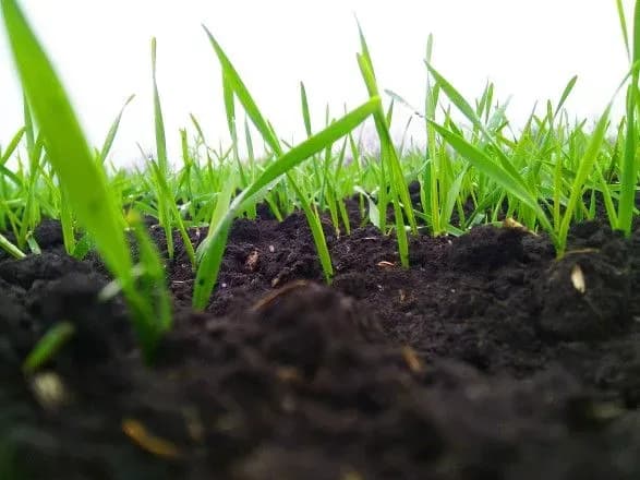 vzhe-tsogo-roku-v-ukrayini-mozhut-skorotitisya-posivi-zernovikh-analitik