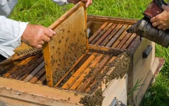 19-serpnya-den-pasichnika-v-ukrayini-vsesvitniy-den-gumanitarnoyi-dopomogi