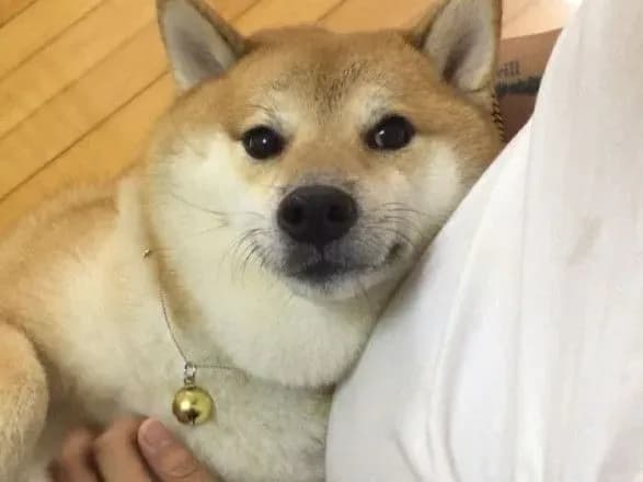 u-gonkongu-pomer-pes-mem-chims