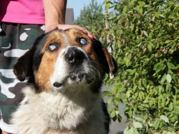 23-serpnya-mizhnarodniy-den-slipikh-sobak-den-deshevikh-aviakvitkiv