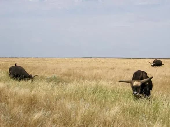 slidom-za-dzharilgachem-cherez-diyi-okupantiv-pozhezha-vipalila-do-300-ga-zapovidnogo-stepu-v-askaniyi-noviy