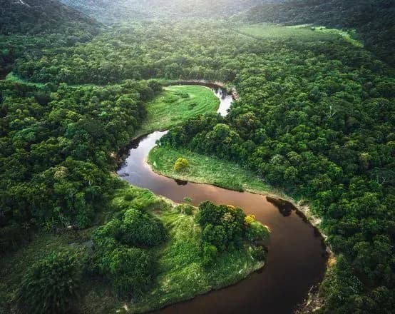 cherez-globalne-poteplinnya-tropichni-lisi-mozhut-zaginuti-v-nayblizhchi-100-rokiv