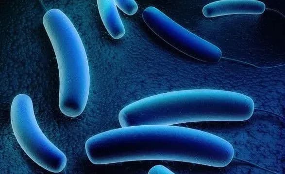 spalakh-khvorobi-legioneriv-u-polschi-zabrav-zhittya-pyati-osib