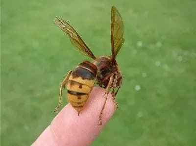 na-zakarpatti-cholovik-pomer-vid-ukusu-shershnya