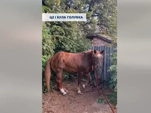 volonteri-uanimals-evakuyuvali-kobilu-z-donechchini-yaka-pribilas-do-viyskovikh