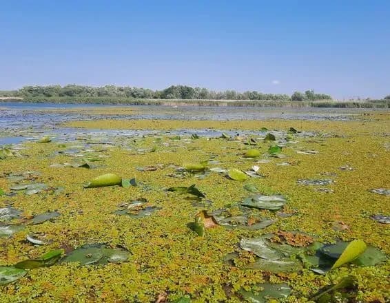 ekologi-vzyali-probi-vodi-z-baseyniv-dunayu-ta-dnistra-kilka-pokaznikiv-vische-normi-u-ponad-8-raziv