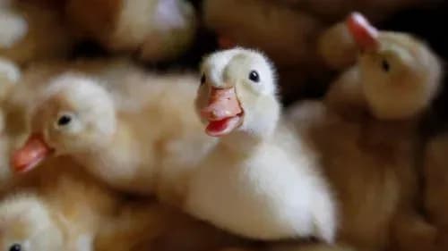 u-frantsiyi-rozpochali-kampaniyu-iz-vaktsinatsiyi-kachok-vid-ptashinogo-gripu-krayini-importeri-vveli-obmezhennya-na-vaktsinovanu-ptitsyu