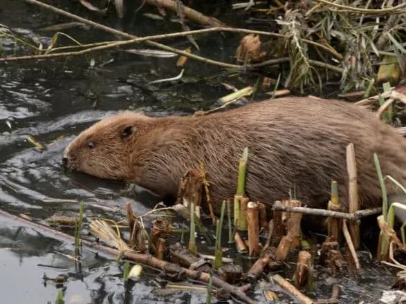 diki-bobri-vpershe-za-400-rokiv-povernulisya-na-zakhid-londona-voni-dopomozhuyut-zakhistiti-misto-vid-poveney