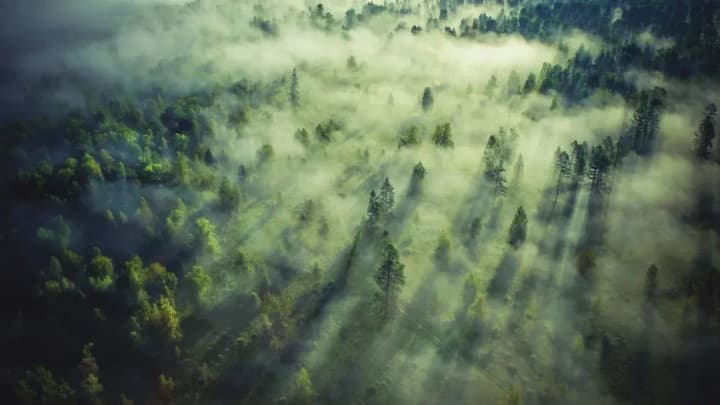 kadrovi-chystky-derzhpidpryiemstvo-lisy-ukrainy-zvilnylo-vsikh-dyrektoriv-rivnenskykh-filii