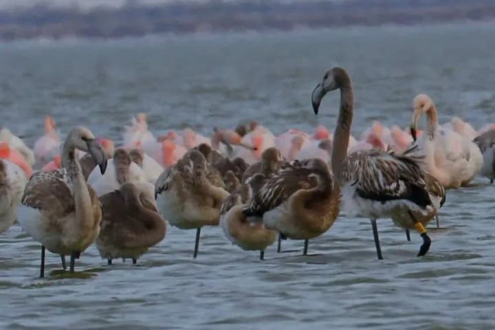 v-liman-shagani-v-odesskoi-oblasti-priletelo-okolo-900-flamingo