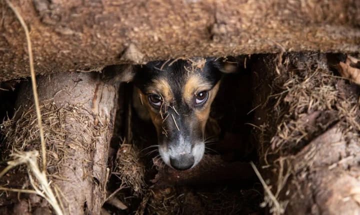 privyazal-k-traktoru-i-zastavil-bezhat-na-bukovine-pod-sud-poidet-muzhchina-kotorii-zhestoko-obrashchalsya-s-sobakoi