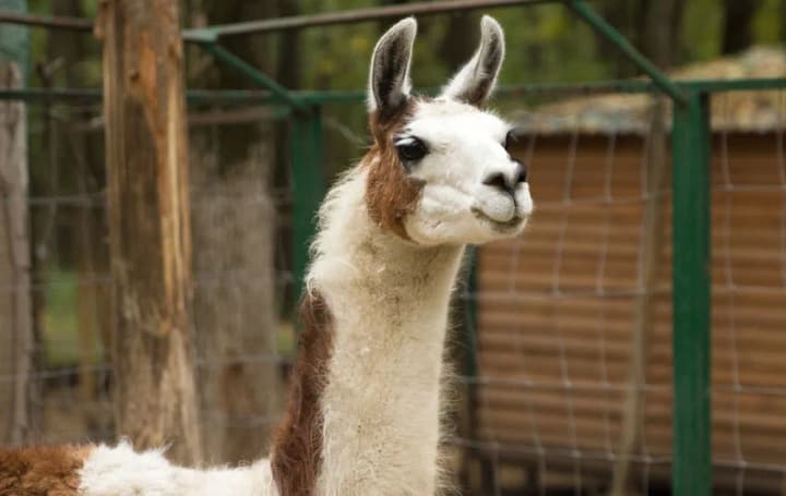 llama-day-international-day-of-veterinary-medicine-what-else-can-be-celebrated-on-december-9