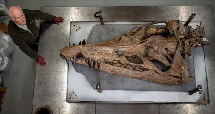 fossilized-skull-of-a-giant-sea-monster-from-prehistoric-times-found-in-england