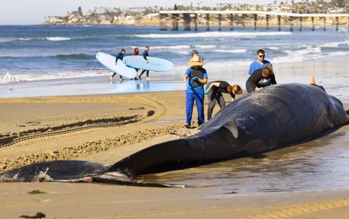 dead-fin-whale-washed-up-on-the-coast-of-san-diego