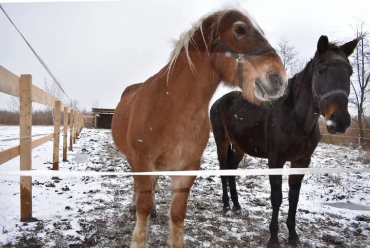 peremozhets-konkursu-roby-svoie-rozvyvatyme-kinnyi-sport-ta-verkhovu-yizdu-na-sumshchyni