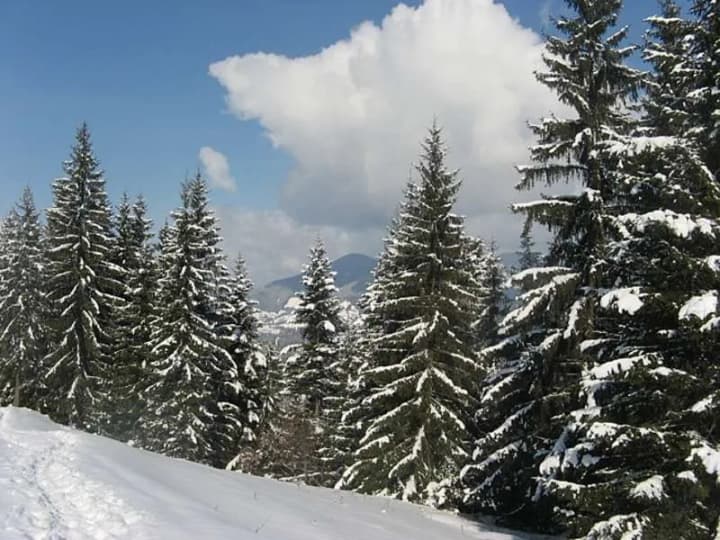 december-19-day-of-the-evergreen-tree-day-of-the-bar-in-ukraine