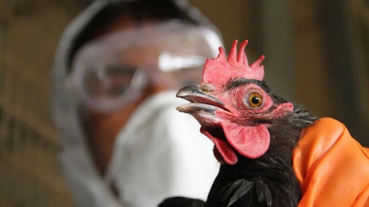 chisinau-declares-emergency-due-to-bird-flu