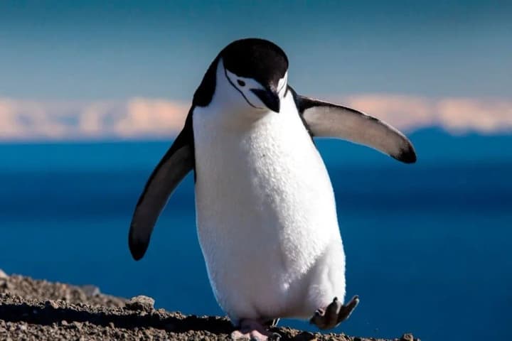 ukrainian-polar-explorers-show-how-a-group-of-penguins-swing-on-a-small-iceberg