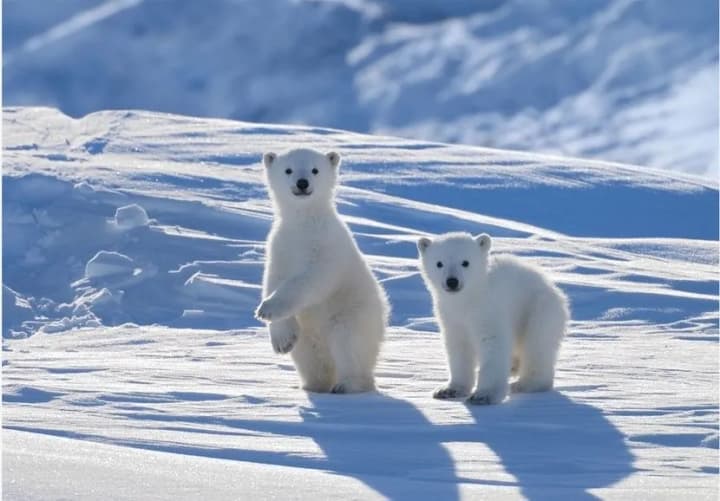 us-increases-territorial-claims-in-the-arctic